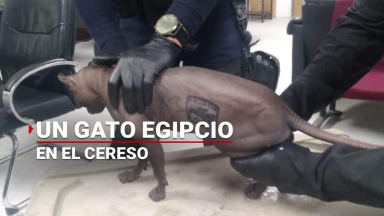 Encuentran gato egipcio en cárcel de Chihuahua; pertenecía a líder criminal “El Neto” que escapó y murió tras motín