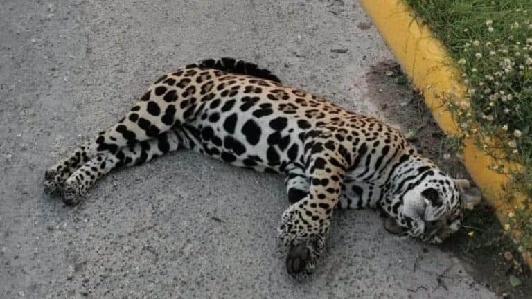 Arrollan a jaguar en carretera de Quintana Roo